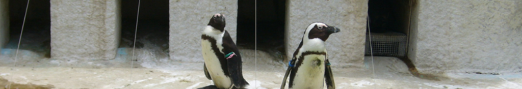 英語教材についてのニュース