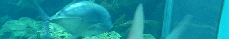 スワロフスキーについて